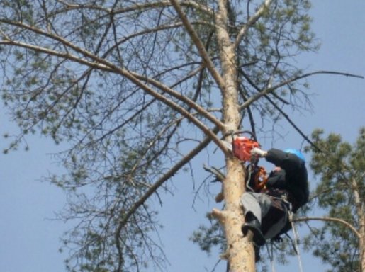 Спил и вырубка деревьев стоимость услуг и где заказать - Ангарск