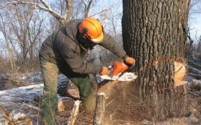 Спил и вырубка деревьев - профессиональные услуги арбористов - Иркутск, цены, предложения специалистов