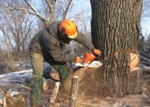 Спил и вырубка деревьев - профессиональные услуги арбористов стоимость услуг и где заказать - Иркутск