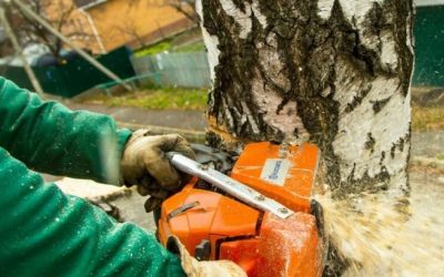 Спил и вырубка деревьев - Шелехов, цены, предложения специалистов