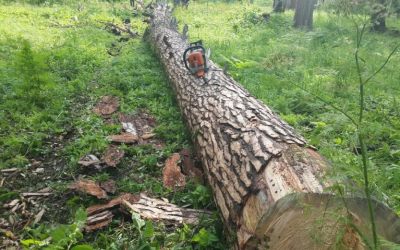 Спил и вырубка деревьев, корчевание пней - Иркутск, цены, предложения специалистов