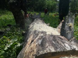 Спил и вырубка деревьев, корчевание пней стоимость услуг и где заказать - Усть-Кут